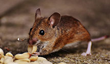 24 Hour & Emergency Exterminators in Fort Littleton, PA